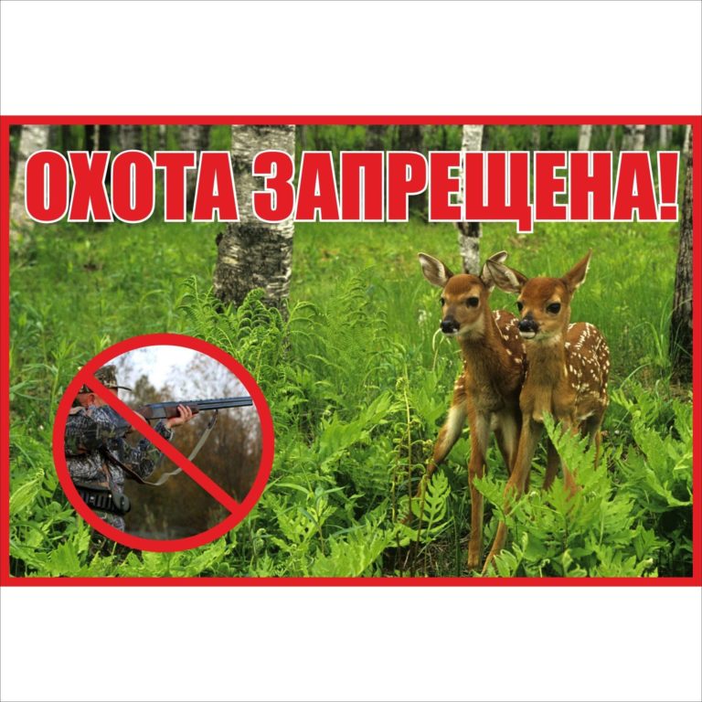 Осуществление спортивной и любительской охоты на территории Белгородской области запрещено..